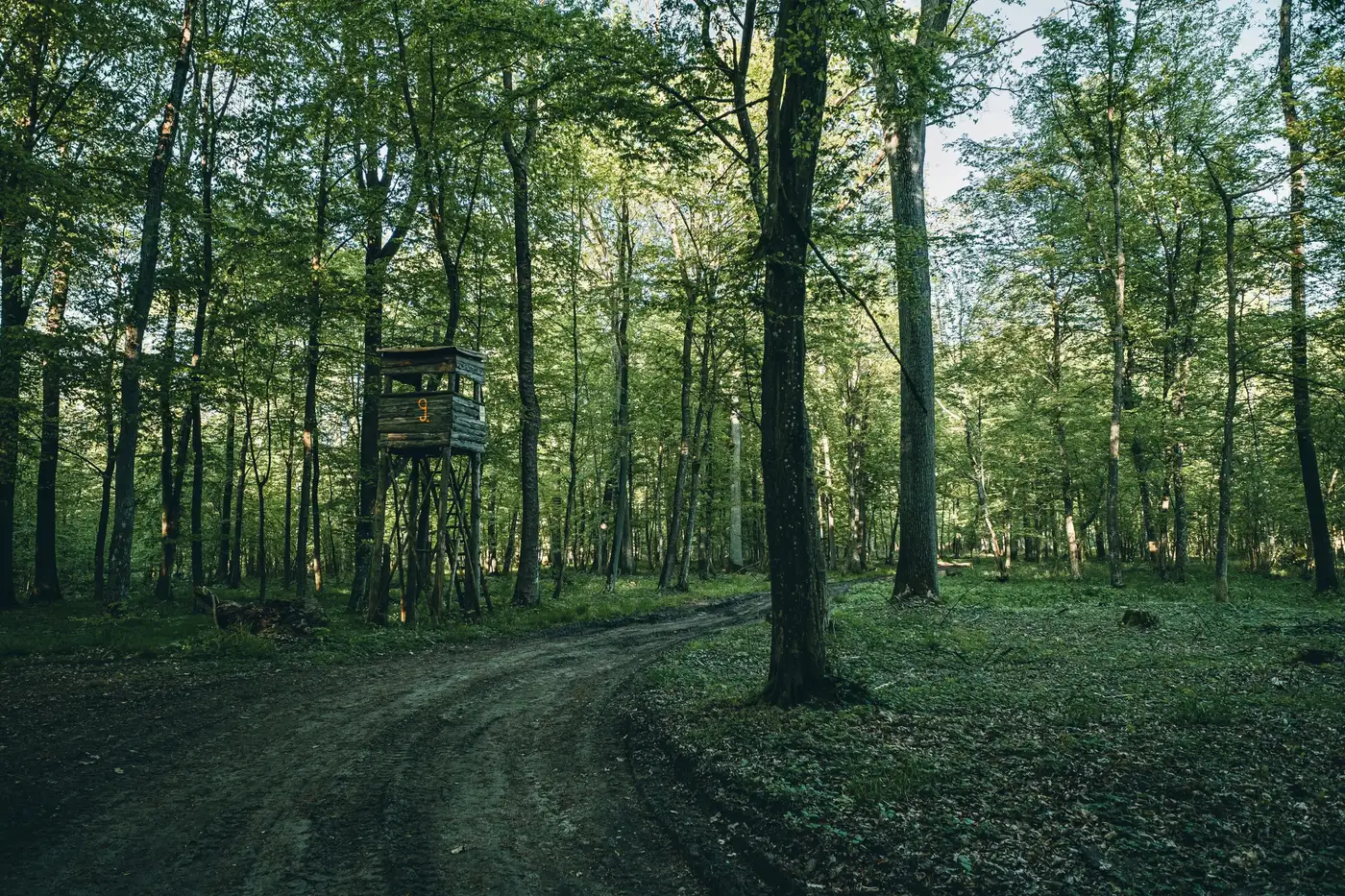 Chemin forestier en sous-bois, un mirador de bois au fond entre les hêtres.